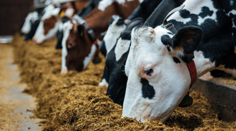 BMP® Vantaggi Animale